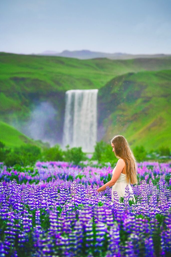 a woman in a white dress walking through a field of arctic lupines with Skogafoss waterfall in the background