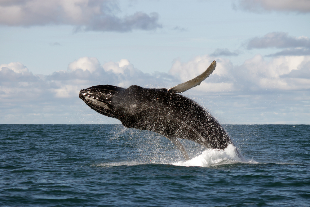a whale breaching in the waters off of mainland Iceland