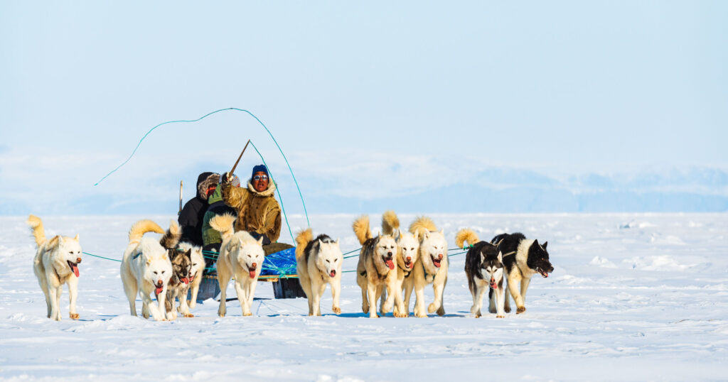 Local Greenland man is seen waving his whip as the dog sled team drags him across the ice is normal transportation in Greenland vs Iceland