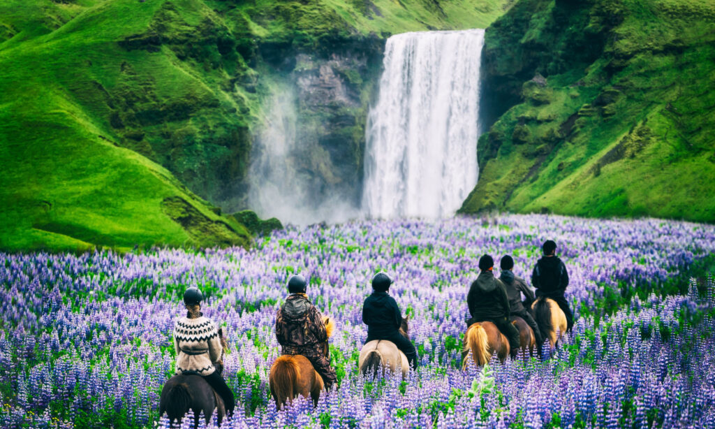 Horseback riding tour groups are led through purple lupine fields near waterfalls in Iceland vs Greenland