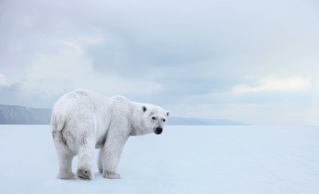 Polar bear in a snow covered white arctic tundra is seen in Greenland vs Iceland
