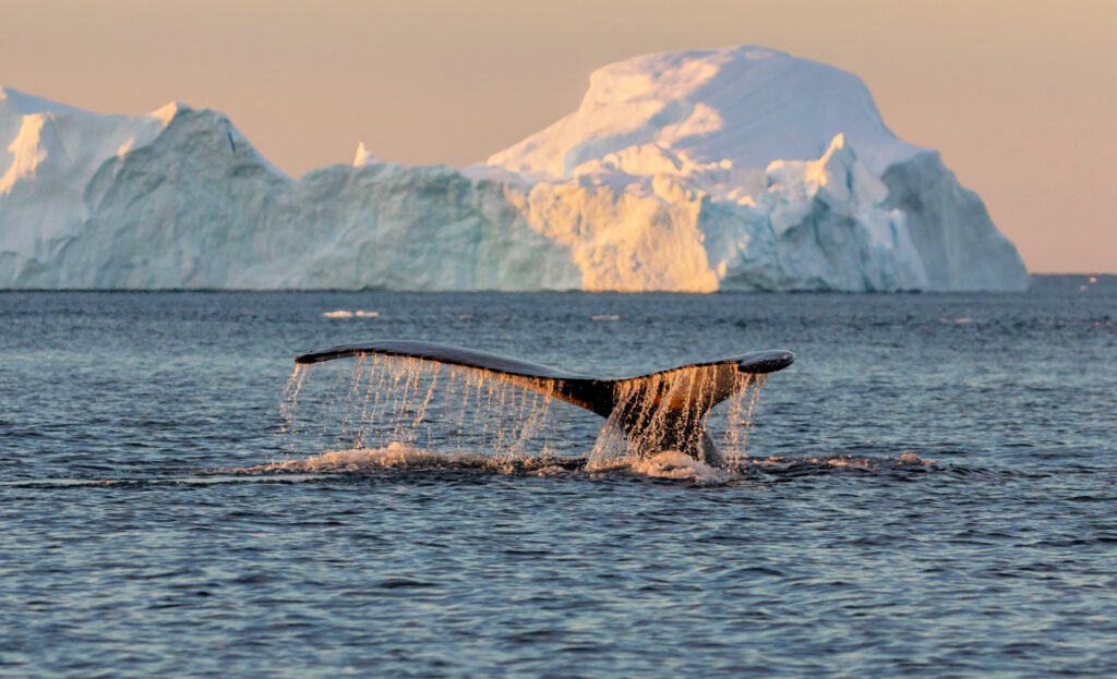 Whale tale splashing in arctic waters is seen in both Iceland and Greenland 