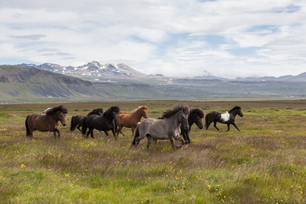 Herd of Icelandic horses roaming a flower-filled field with large mountains in the distance