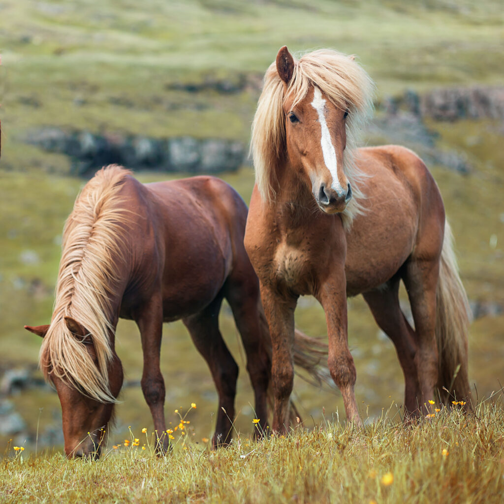 Two brown colored horses eating grass among the meadow