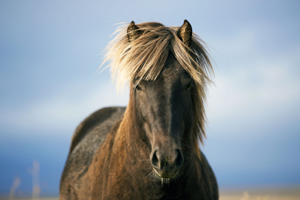 Close up of Icelandic horses with mane billowing as it strides among tall grass