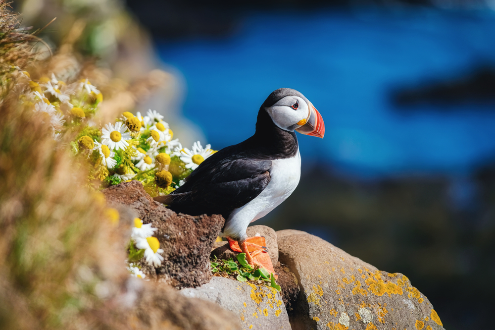An Atlantic puffin on a cliff next to flowers.