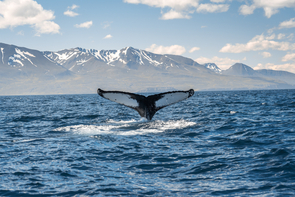 Humpback whale in Iceland fluke above the ocean surface with snow-capped mountains under a clear blue sky in the background.




