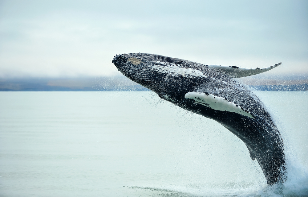 A humpback whale breaching with great force from the ocean surface, showcasing its massive body and distinctive tail against a serene blue backdrop, symbolizing the power and grace of marine life.