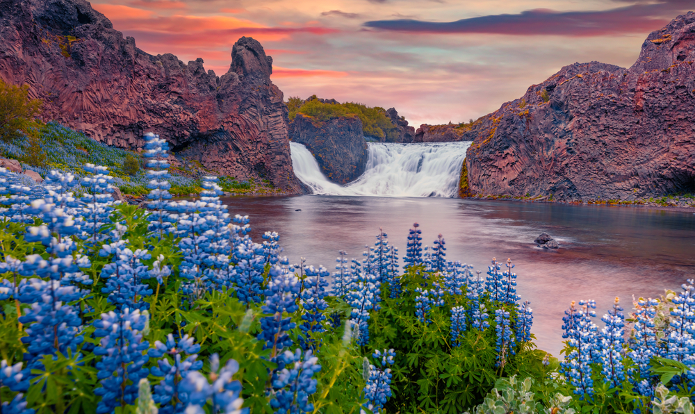 a pulled back look at Hjalparfoss with lupines blooming in the foreground and the two falls merging into a plunge pool surrounded by lava rock in the background