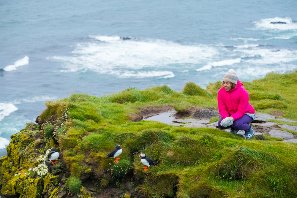 A woman knows exactly what to wear to Iceland in August: inner pink parka, hiking pants and beanie, she squats down and looks at the puffins on the coast.