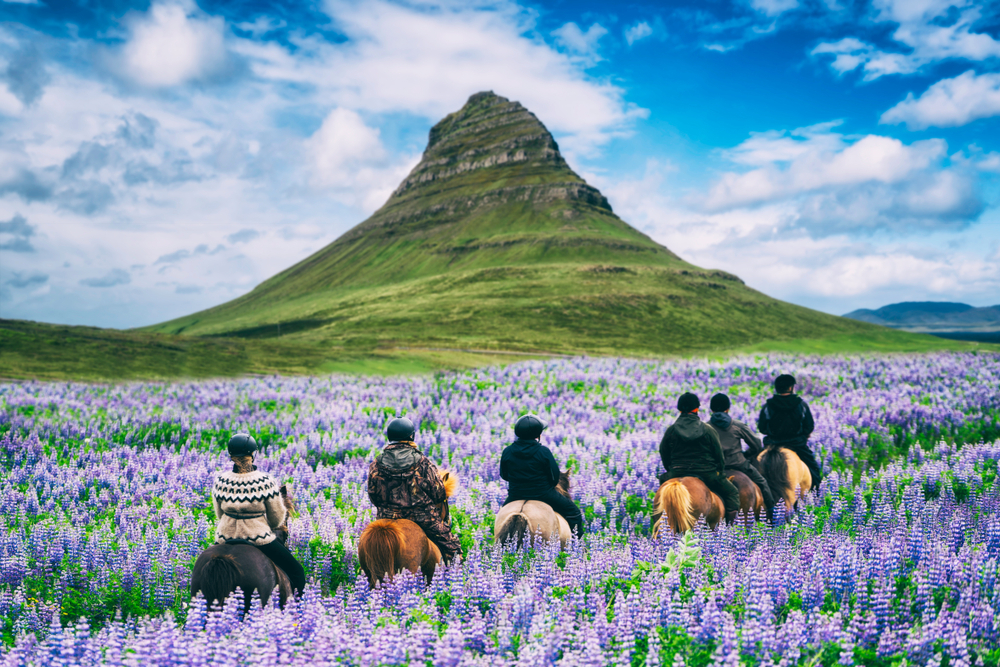 A group of tourists go horseback riding against the green hills of Iceland, and the purple flowers, wearing helmets and sweaters , prepared since they knew things people forget when packing for iceland.