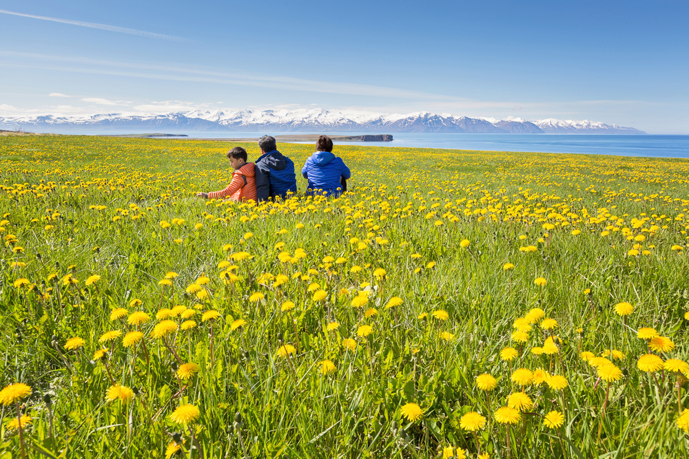 During summer, with flowers in bloom, three kids navigate through the fields in Iceland in their comfortable jackets.
